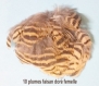 10 plumes de faisan dore femelle 