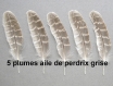 5 plumes ailes de perdrix grise naturelle 