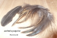 10 plumes coq noir feu foncé lancette et plume aile 