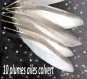 10 plumes dessous ailes de colvert 
