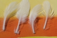 10 superbe plume blanche base effilé 