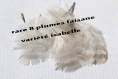 Rare 8 plumes naturelle de faisane variéte isabelle 