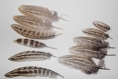 10 plumes d'aile faisan de colchide 