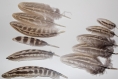 10 plumes d'aile faisan de colchide 
