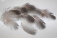 10 plumes naturelle de canard noire et blanche zebré 