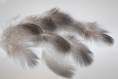 10 plumes naturelle de canard noire et blanche zebré 