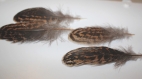 4 plumes vis a vis marron zebré de noir naturelle 11cm 