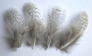 10 plumes perdrix grise moucheté naturelle 