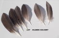 Lot de 6 plumes naturelle de colvert 13 a 15cm