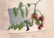 Le rougisseur de tomates - 13x18 cm - photographie d'art, originale, décor de cuisine,, été, décoration fun de cuisine, art de cuisine, photographie, 