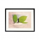 Le découpeur de feuilles - 13x18 cm - photographie de nature, printemps, feuille d'arbre, menthe, nature, décor vert, photo de nature, photographie, 