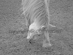 30 x 45 chevaux du perche - portrait noir et blanc - effet 2 