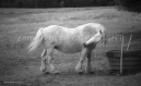 30 x 45 chevaux du perche - noir et blanc un cheval à l'abreuvoir 