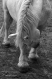 20x30 chevaux du perche - portrait noir et blanc - effet crayon 