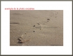 60x90 bois flottés sur le sable - plage de la jenny - bassin d'arcachon 