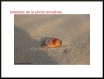 60x90 portrait d' un coquillage sur la plage de la jenny - bassin d'arcachon 