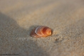 13x19 portrait d' un coquillage sur la plage de la jenny - bassin d'arcachon 