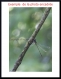 30x45 photo libellule sur sa branche 