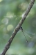 20x30 photo libellule sur sa branche 