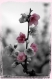 10x15 fleurs de cerisier - effet couleur dans du noir et blanc 