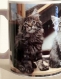 Mug imprime de magnifiques chatons adorables 