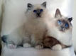 Magnifique coussin satiné imprimé chats persans 