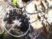 Collier arbre de vie en obsidienne noir 