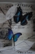 Cadre vitrine inspiré du "cabinet de curiosités" avec papillons 3d bleus sous verre / envoi offert 