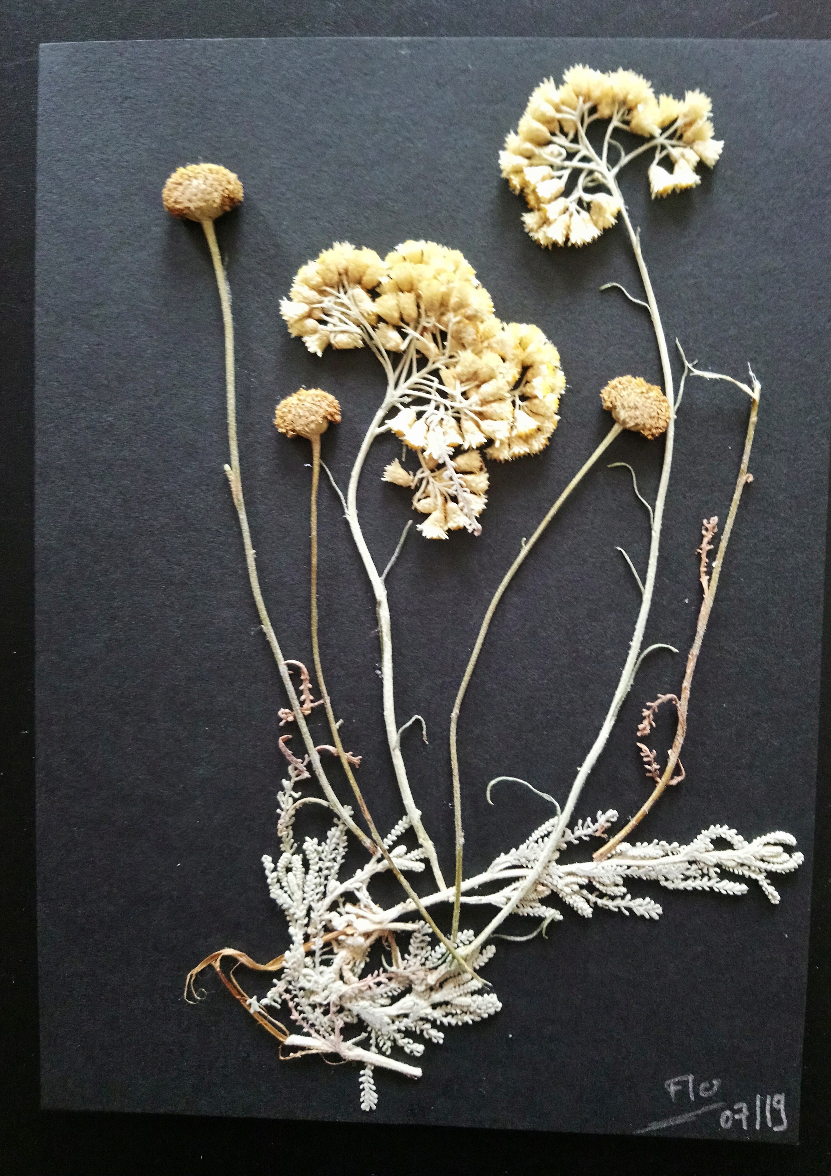 Carte Fleurs Sechees Art Autres Art Par Vers Laine Carte Fleurs Sechees Art Autres Art Par Vers Laine