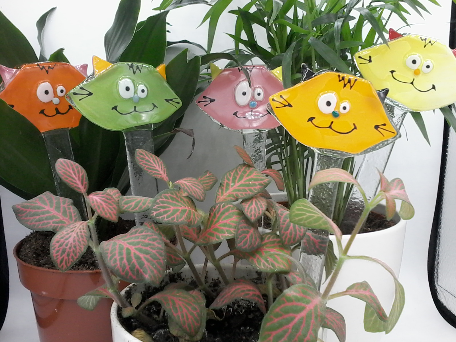 Pics a plantes décoration de plantes tête de chats par deverreetdecouleurs