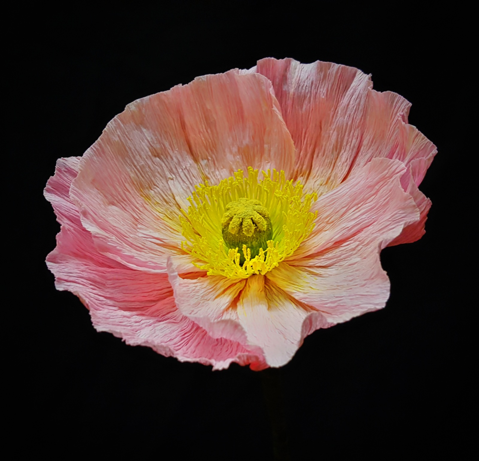 Fleur Papier Crepon Pavot D Islande Rose Crepe Paper Flower Pink Iceland Poppy Accessoires Mariage Par Fleurdechantilly