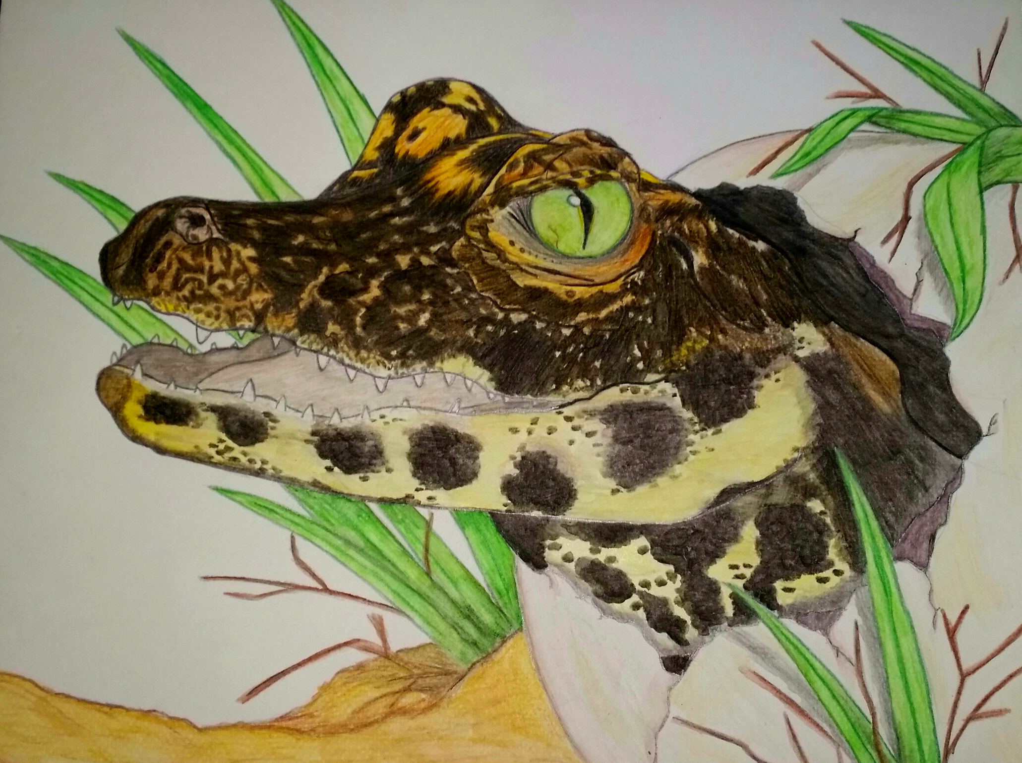 Dessin Bebe Crocodile Tableaux Peintures Par Lespenseesdamandine Dessin Bebe Crocodile Tableaux Peintures Par Lespenseesdamandine